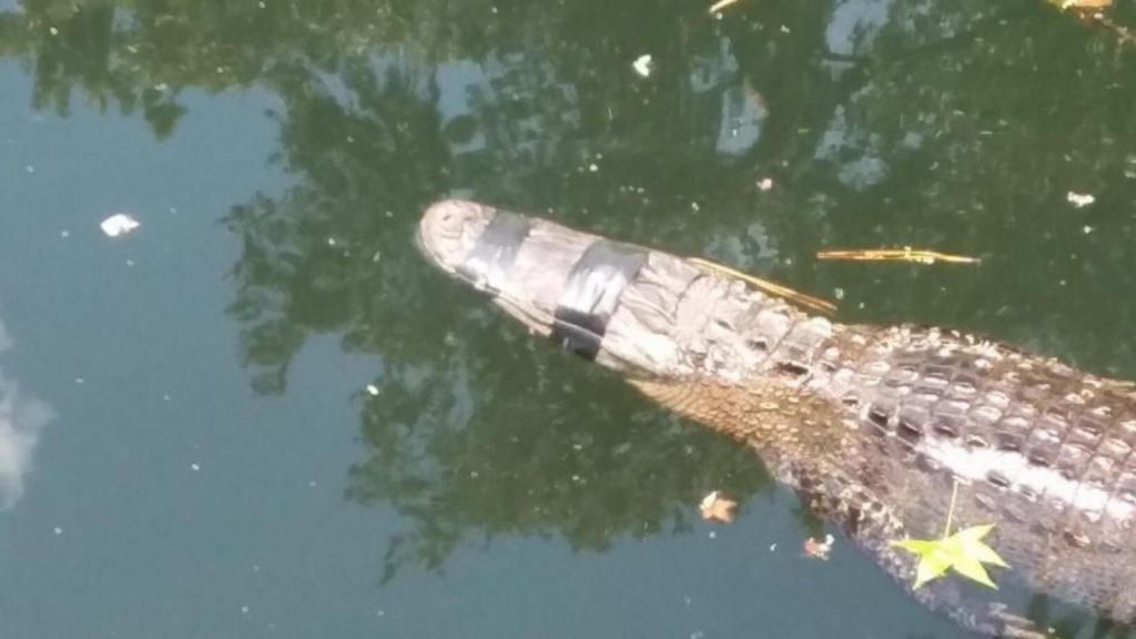 Ofrecen recompensa para capturar a quienes cerraron con adhesivo la boca y los ojos de un caimán