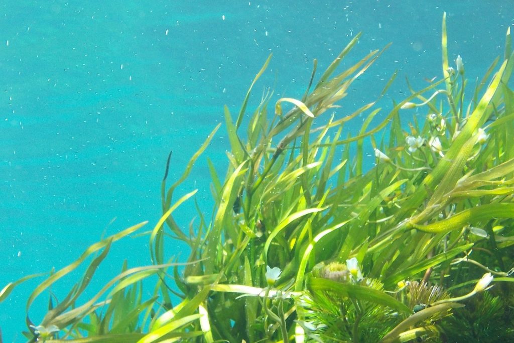 Florida emite alerta por alto nivel de algas tóxicas en un lago