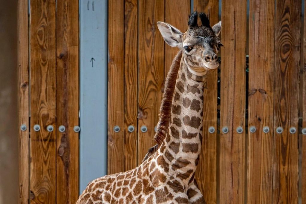 Nace una jirafa Masai en el parque Disney's Animal Kingdom