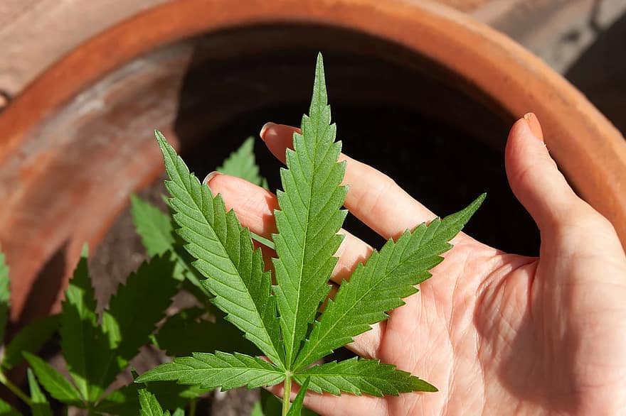 Supremo de Florida tumba propuesta de enmienda para uso marihuana recreativa