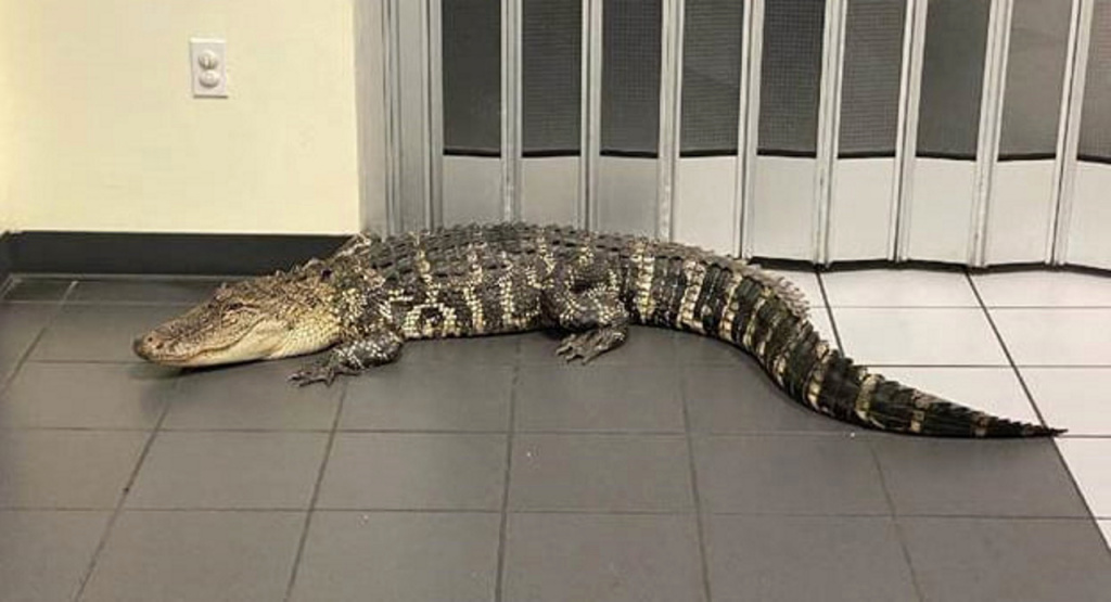 Un caimán ofreció una visita sorpresa a una oficina de correos en Florida
