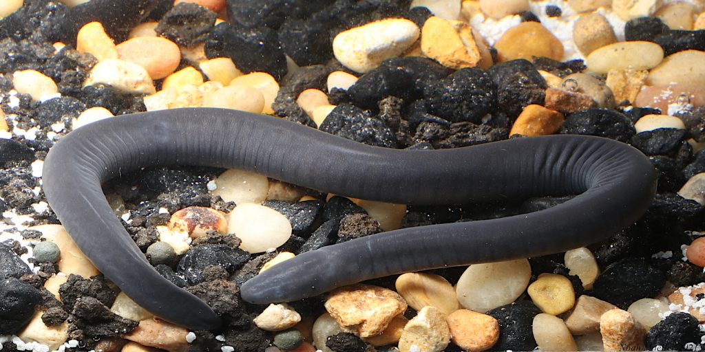 Un extraño animal apareció en un canal de Florida y no es estadounidense