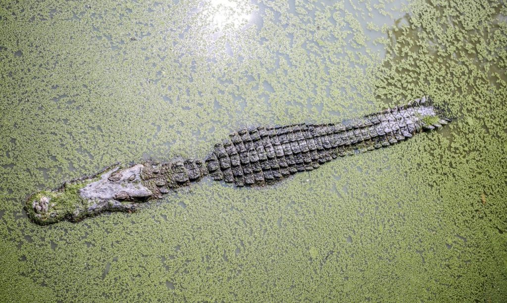 Hallan en la Patagonia chilena al "abuelo" de los cocodrilos modernos