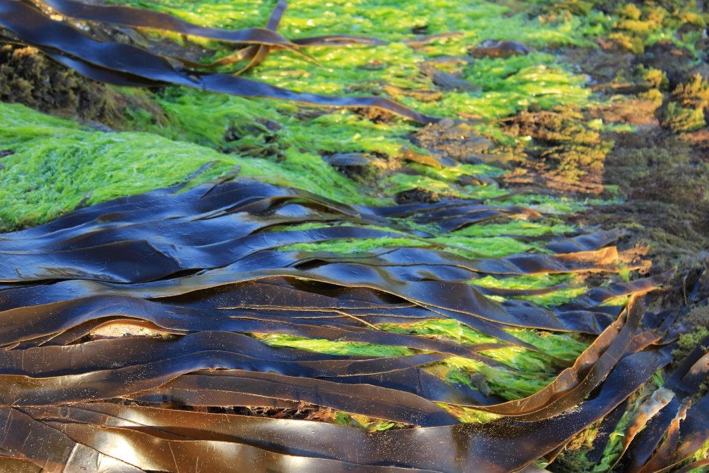 Lago Emerald en Orlando en alerta por algas verdiazules