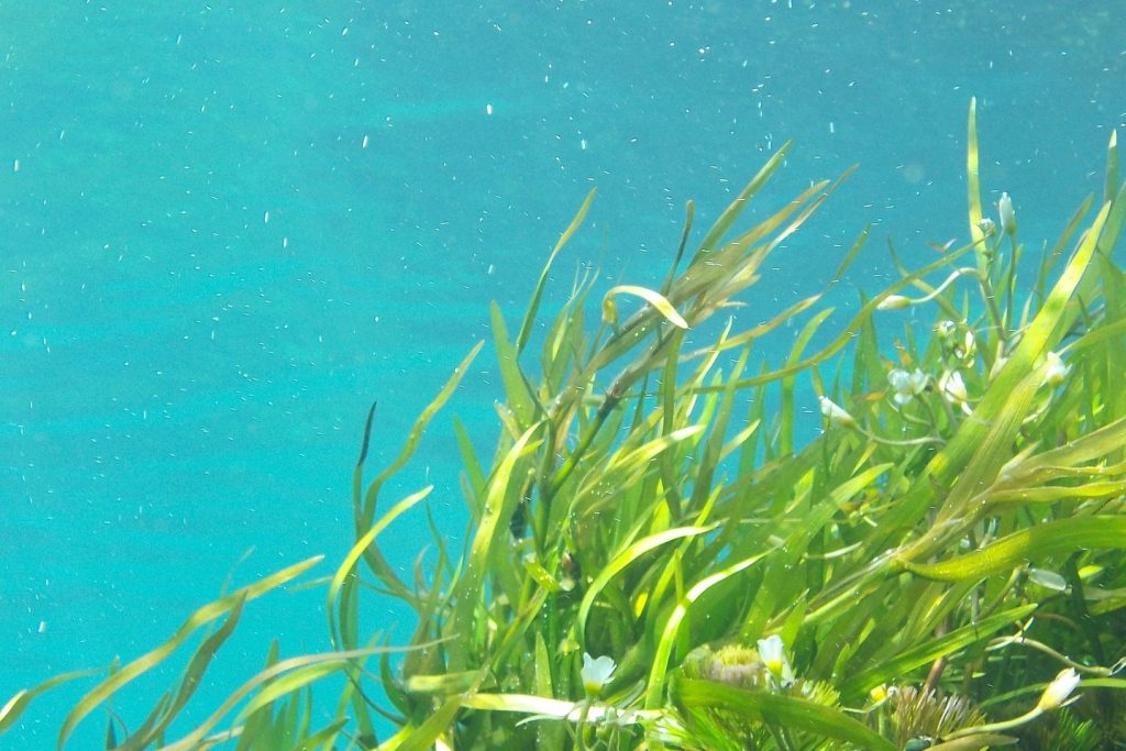 Lago en Orlando vuelve a dar positivo por algas tóxicas