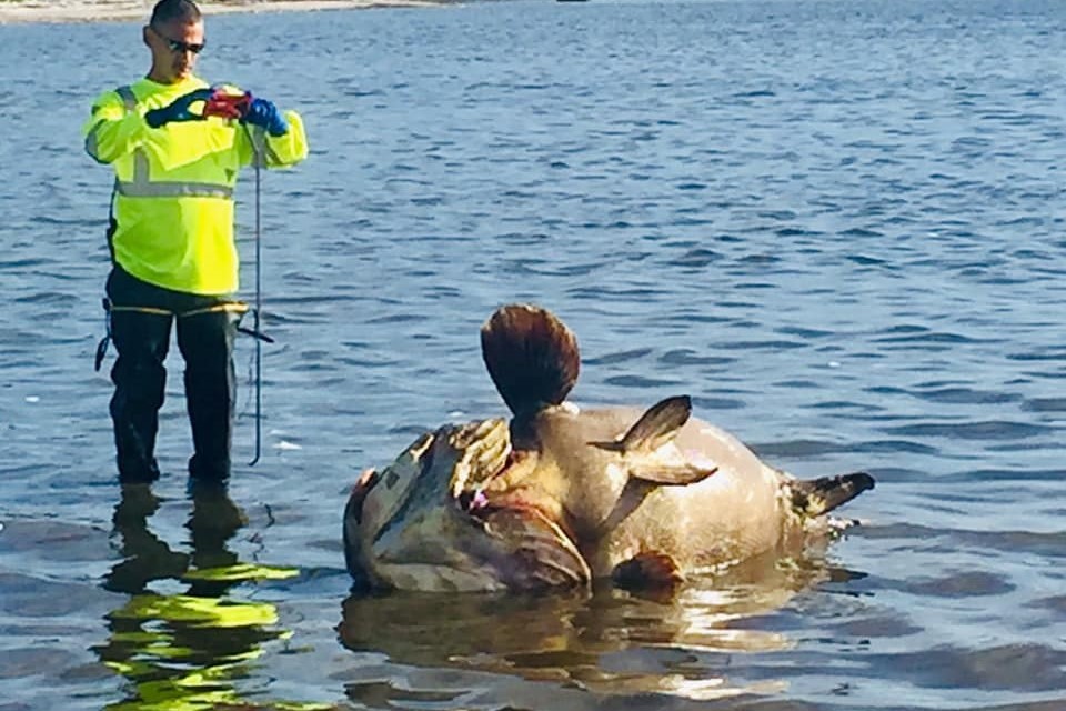 Aparecen dos meros muertos en la costa de San Petersburgo