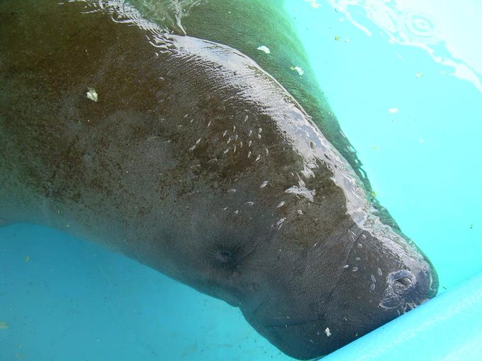 En Florida han muerto 841 manatíes en lo que va de año, una cifra récord