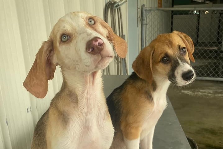 Refugio de Orlando rescata a perros en el camino de Elsa