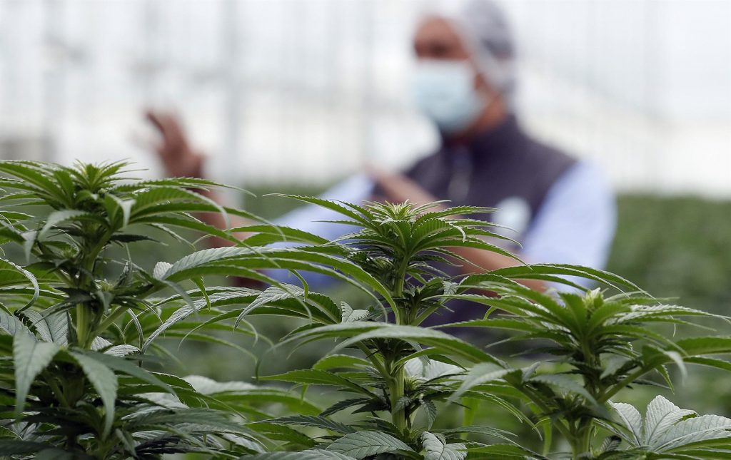 Senadores demócratas propondrán despenalizar el consumo de cannabis a nivel federal