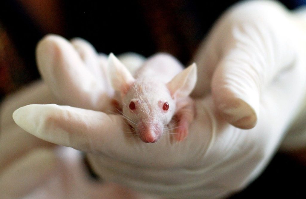 ¡Paso prometedor! Identifican un compuesto que con una dosis elimina la malaria en ratones