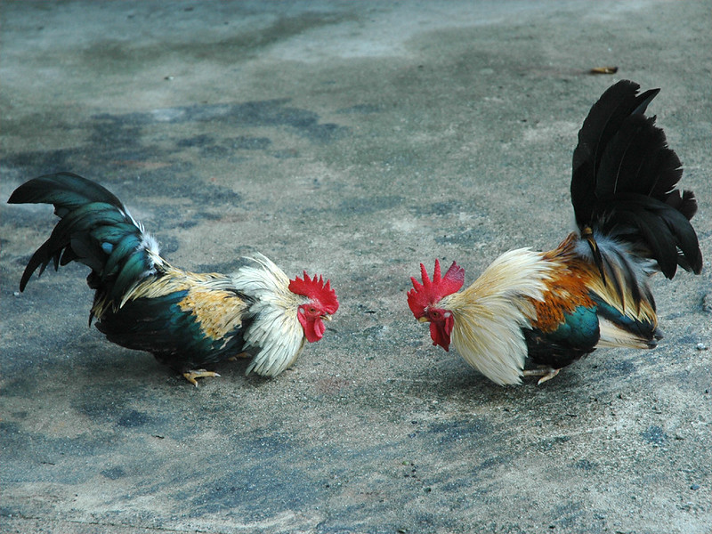 Treinta detenidos por peleas ilegales de gallos en Florida