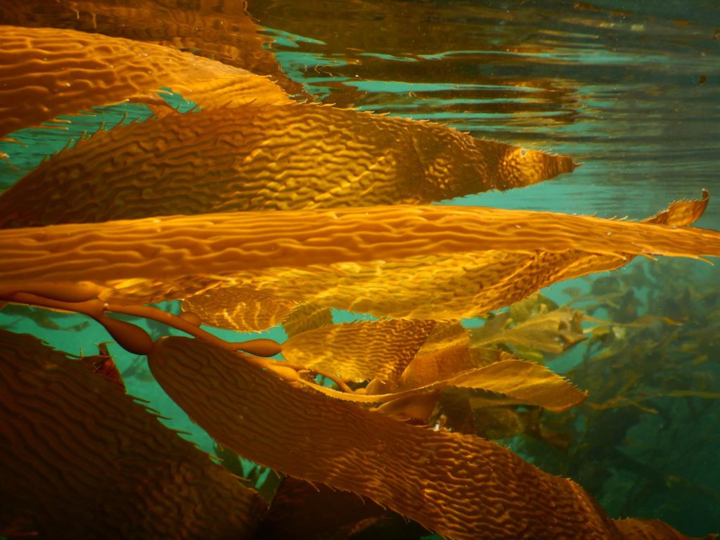 La "perversa" razón por la que los bosques marinos de la Patagonia descritos por Darwin están intactos