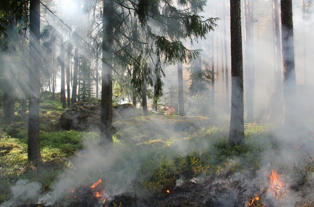 Arde el 60 % del parque forestal en Sao Paulo por una linterna voladora