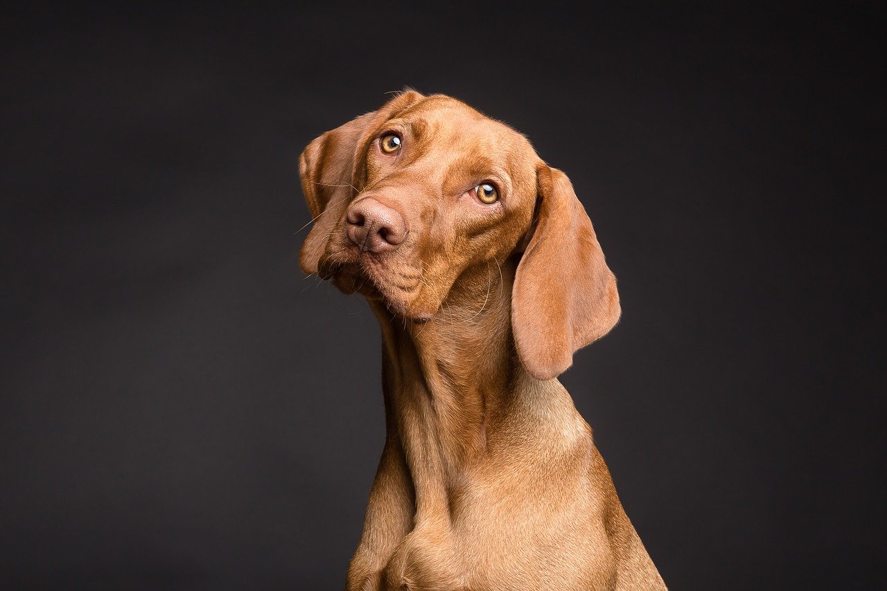 Día Nacional del Perro invita a adoptar y no a comprar
