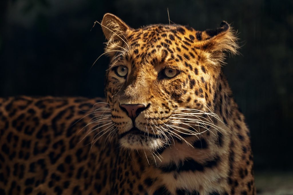 Hombre herido por jaguar tras cruzar barrera en zoológico de Florida