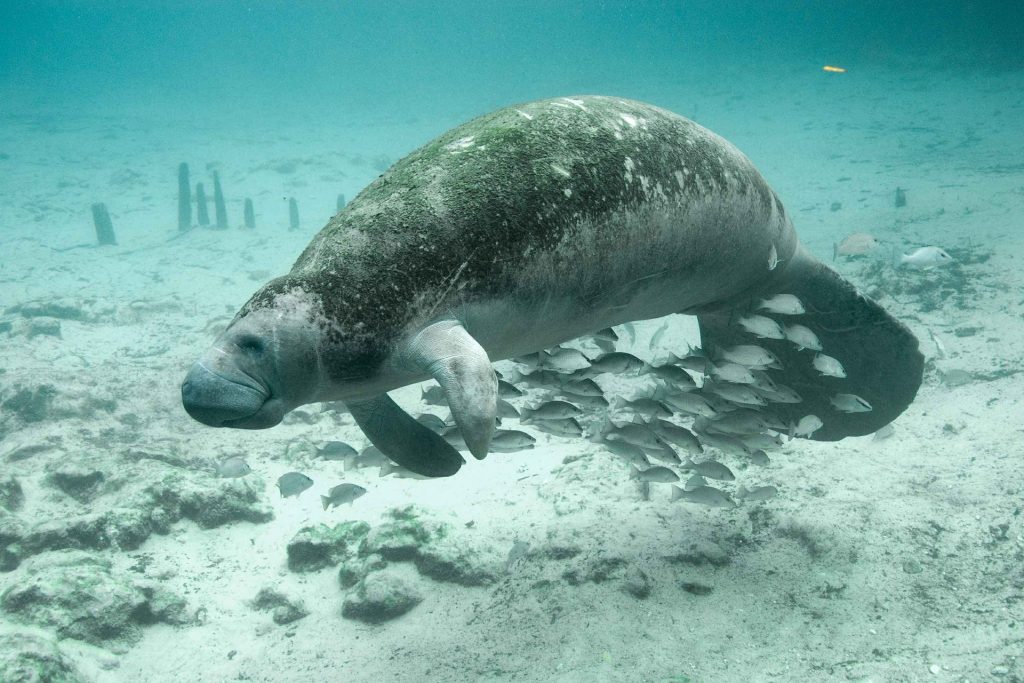 Alta mortandad de manatíes en Florida llega al Congreso
