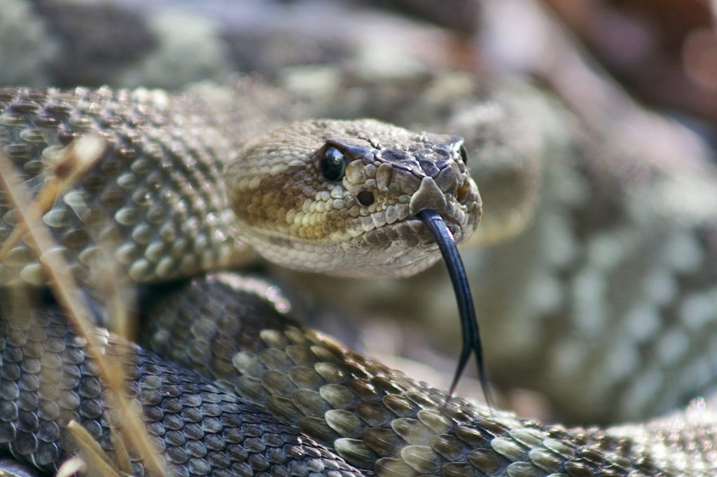 Hombre libera a la serpiente de cascabel más mortífera de EEUU de una red