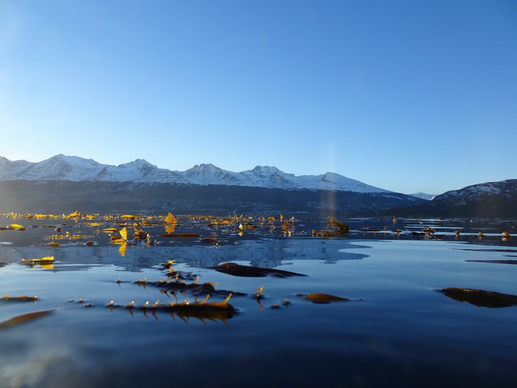 La "perversa" razón por la que los bosques marinos de la Patagonia descritos por Darwin están intactos