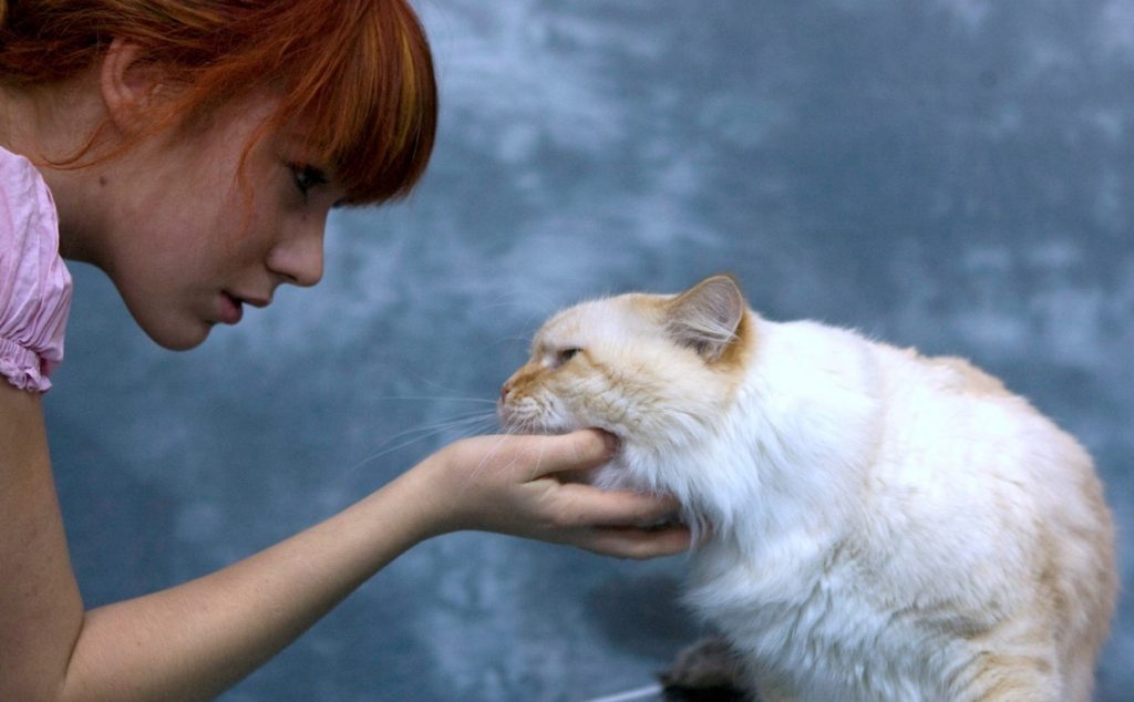 Acariciar a los gatos reduce el estrés