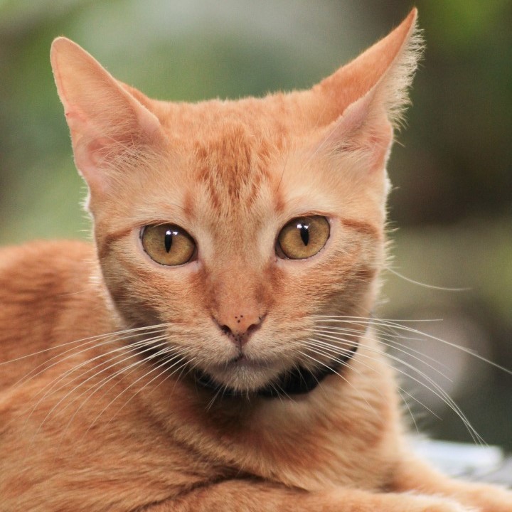 Un gato recogido de la calle tenderá a mostrarse receloso