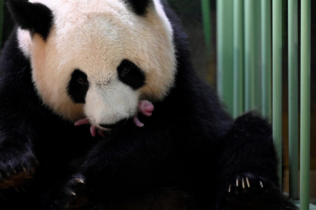 ¡Huan Huan es mamá otra vez! Nacieron 2 crías de panda gigante en un zoo francés