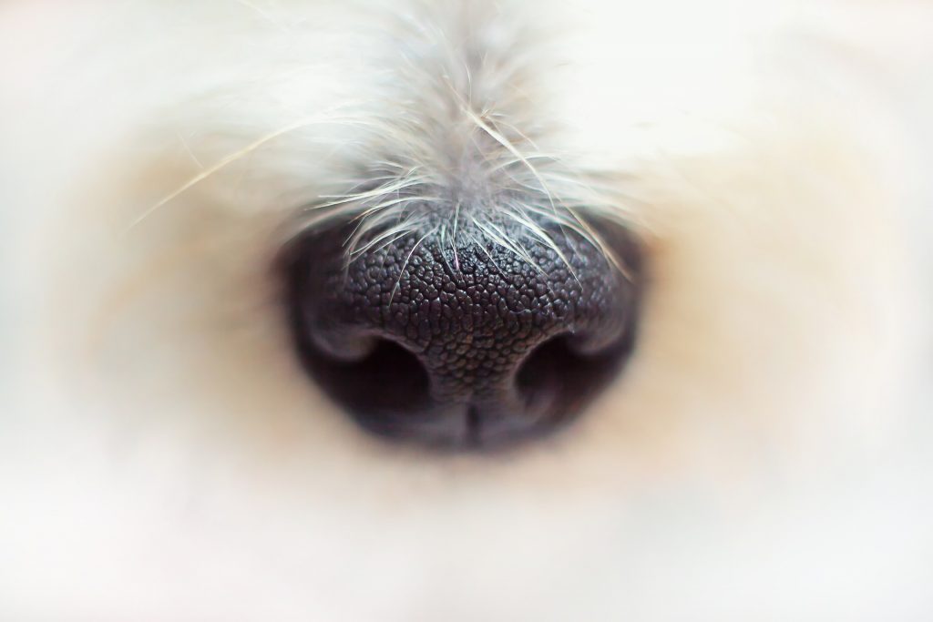 Los perros entrenados pueden detectar coronavirus en orina, saliva y sudor