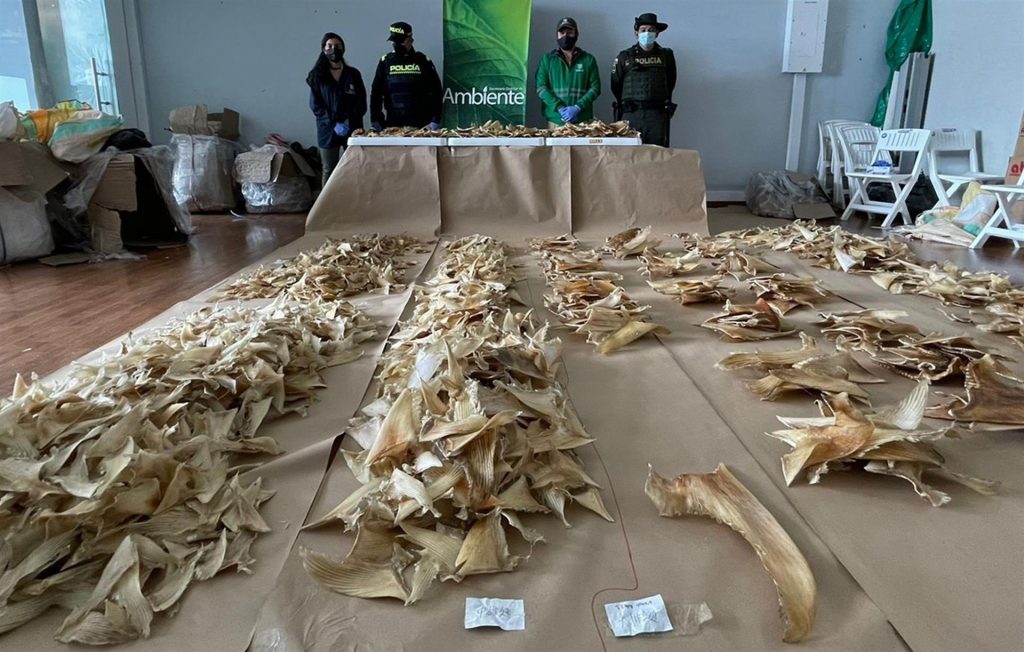 Incautan 3.493 aletas de tiburón en aeropuerto de Bogotá