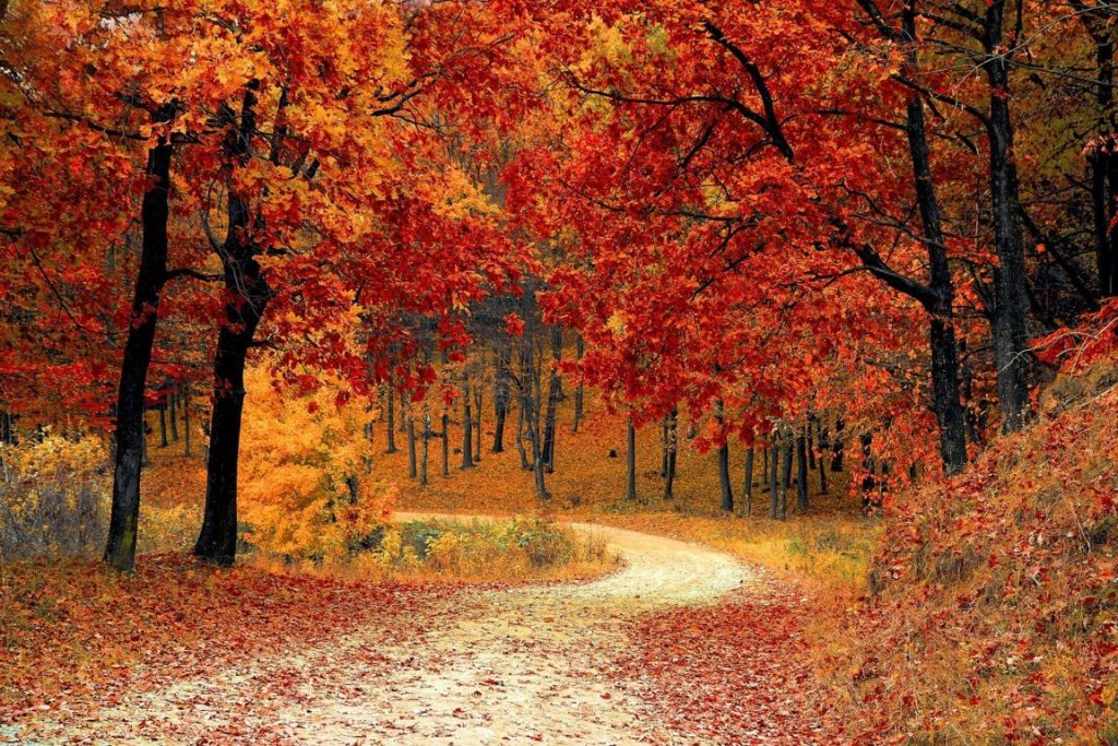 Con el equinoccio de este 22 de septiembre empieza el colorido otoño