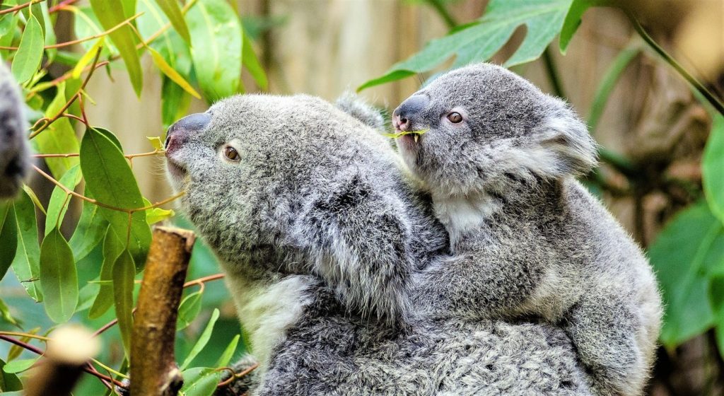 Así es como se transmite KoRV, el virus que mata a los koalas