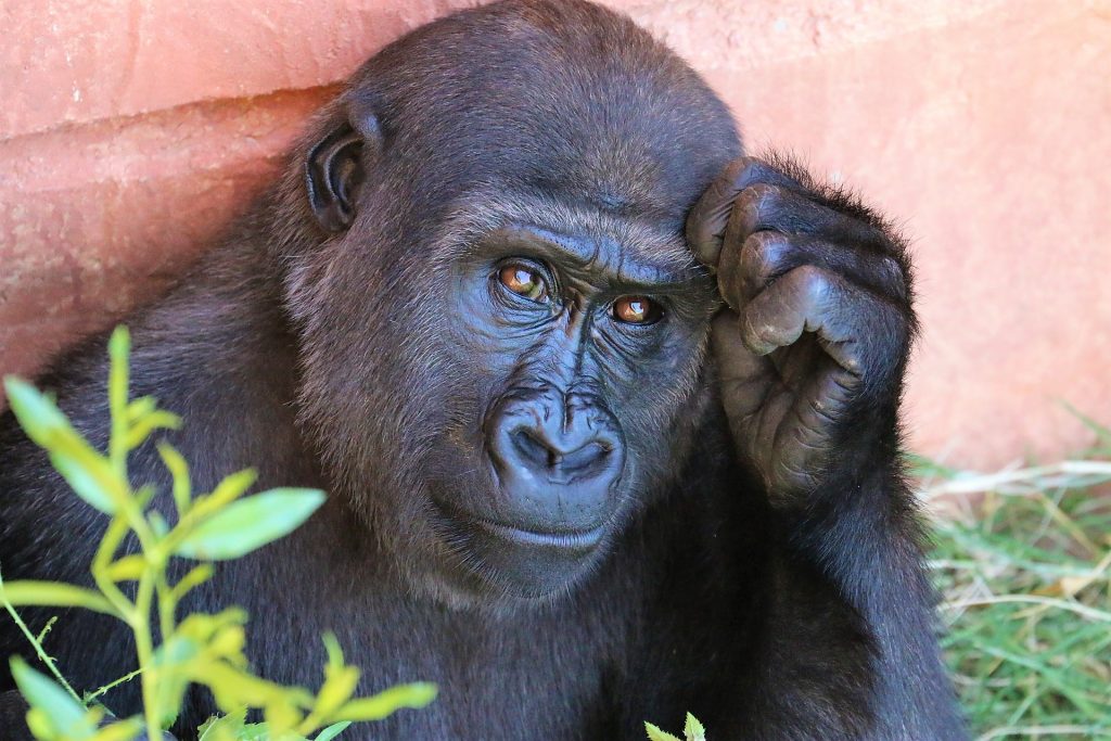 Gorilas de un zoológico de Atlanta (EEUU) dan positivo por COVID-19