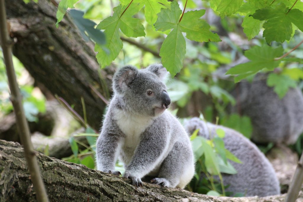 La población de koalas se redujo en un 30 por ciento desde 2018