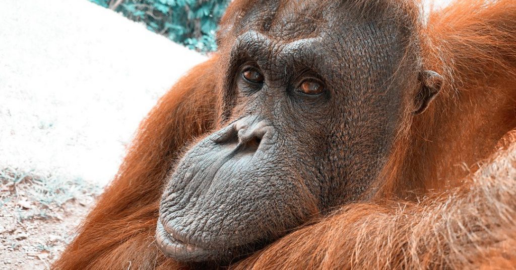 El zoo de Miami lamenta la muerte de orangután de 44 años