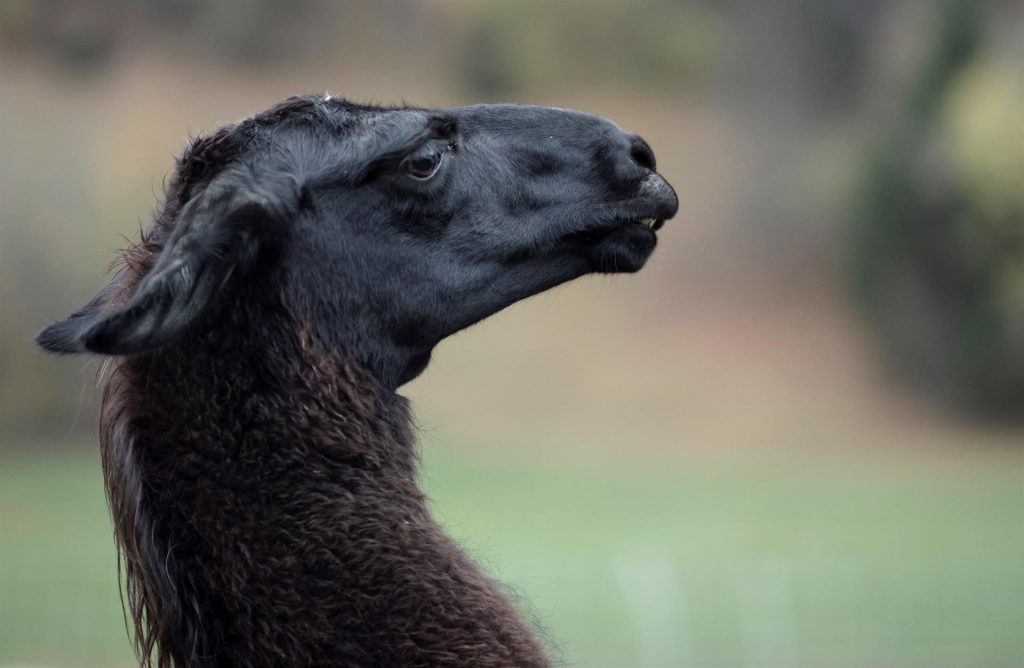 Prueban en hámsteres anticuerpos producidos por llamas para tratar la COVID-19
