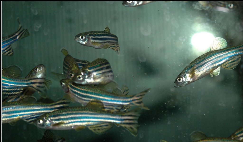 Los peces cebra predicen el futuro creando mapas de riesgo