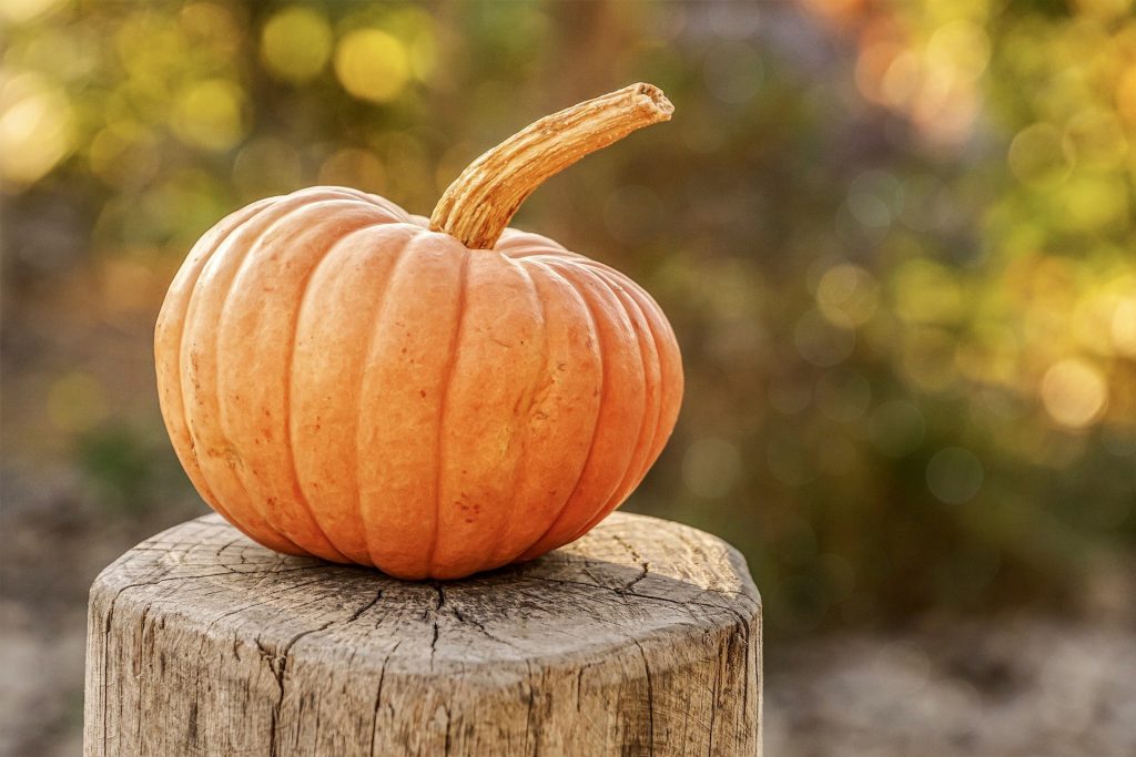 EEUU celebra el Día Nacional de la Calabaza