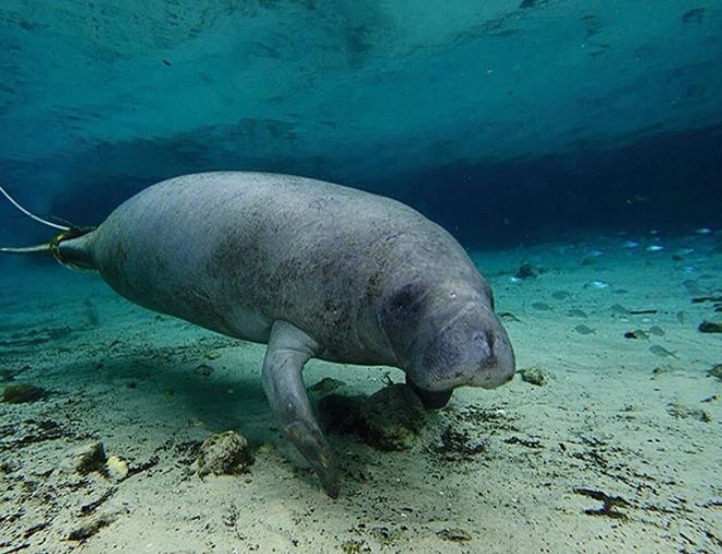 Florida pidió recursos tras muerte de cerca de 1.000 manatíes este año