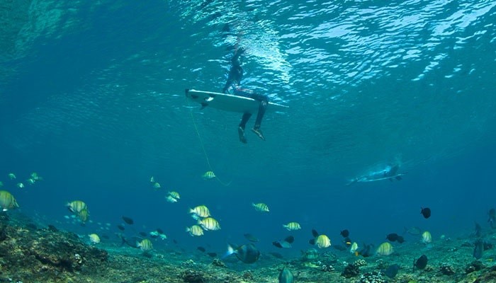 La verdadera razón por la que los tiburones atacan a los surfistas