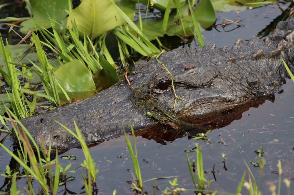 Mujer cayó a canal de Florida mientras dormía sobre un muro y la atacó un caimán