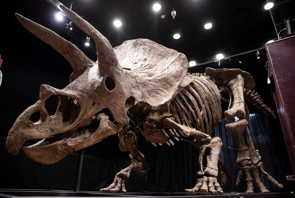 Coleccionista estadounidense pagó en subasta US$ 7,6 millones por el esqueleto de un triceratops