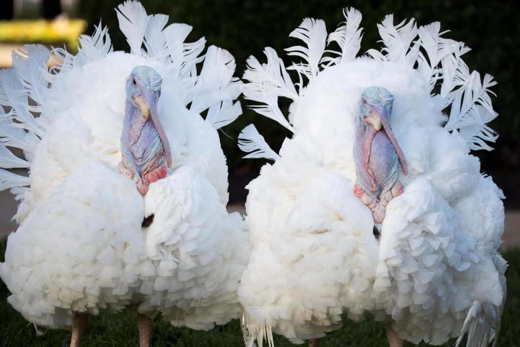 Biden perdona a dos pavos antes de Acción de Gracias fiel a la tradición