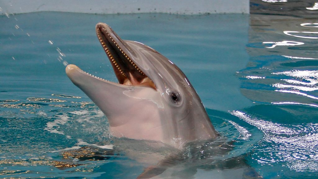Murió la delfin discapacitada Winter, inspiradora del filme "Dolphin Tale"