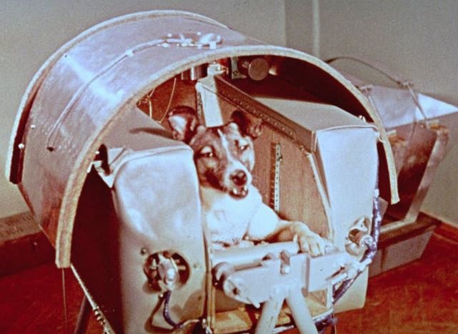 Hace 64 años, la perra Laika se convirtió en el primer ser vivo en el espacio
