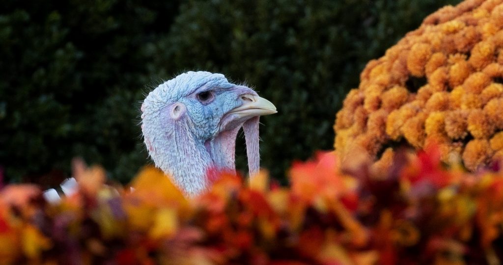La fiesta del Thanksgiving impregna a los estadounidenses más allá del pavo