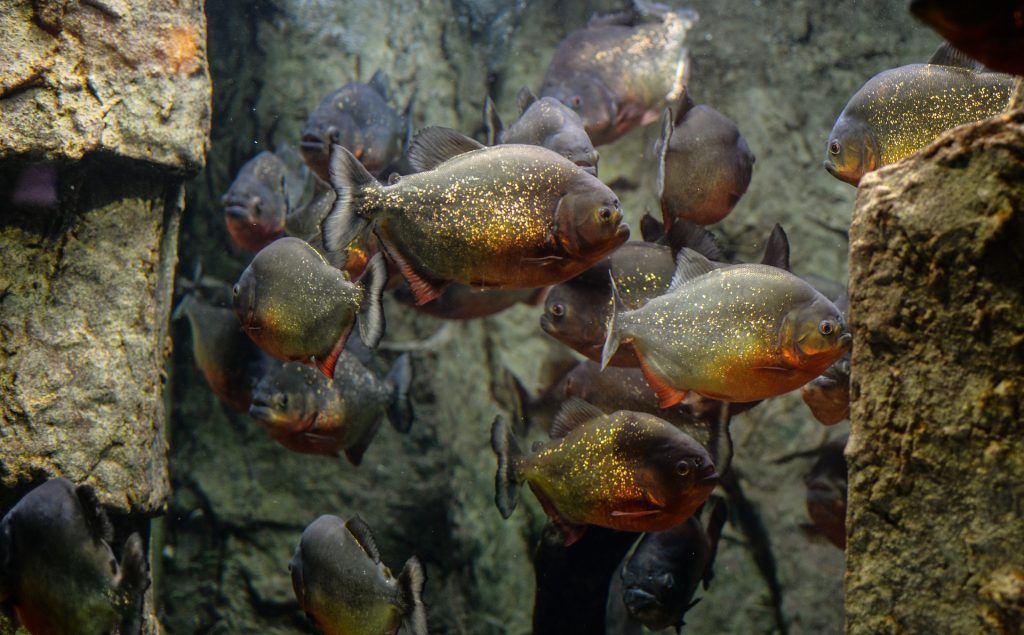 Un hombre murió tras lanzarse a un lago para escapar de abejas y ser atacado por pirañas en Brasil