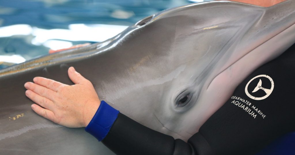 En estado crítico la delfín Winter del filme "Dolphin Tale"