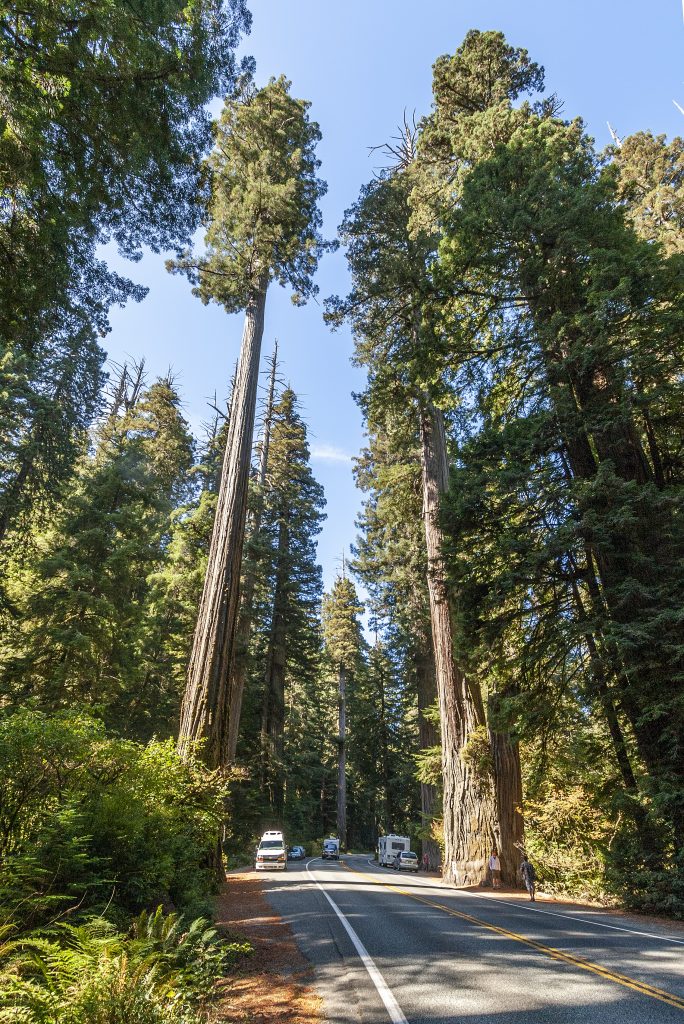 Los incendios de California han quemado miles de las gigantescas secuoyas