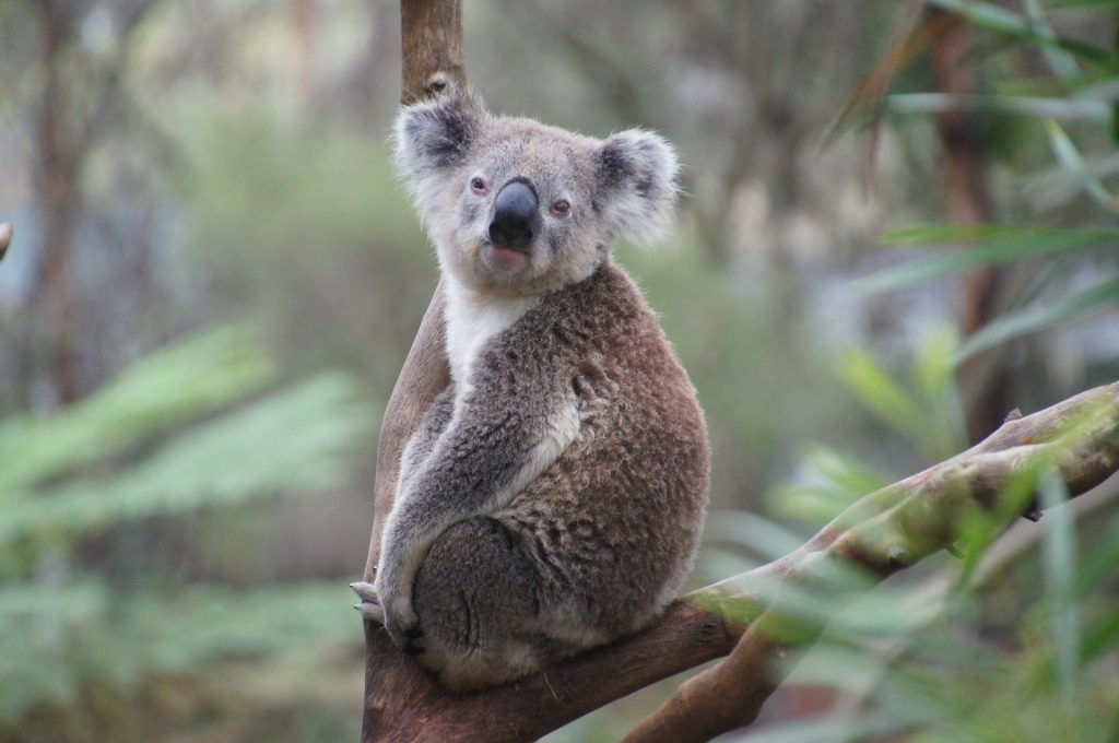 Australia presenta cientos de cargos por crueldad animal por muerte de koalas