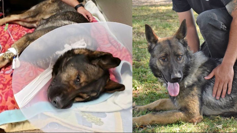Policía de St. Petersburg está de luto tras la muerte de Titan, su querido K-9