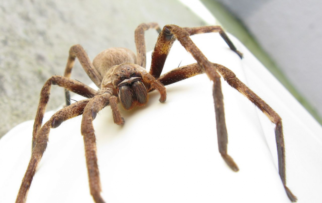 Una araña gigante interrumpe una rueda de prensa sobre la covid en Australia