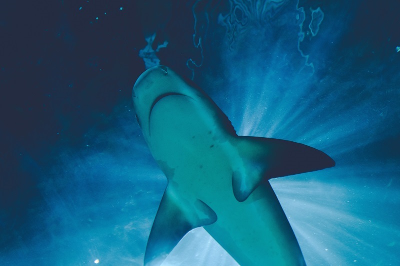 En luna llena hay más ataques de tiburones